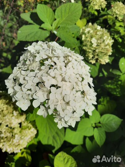 Гортензия, Сирень, Калина