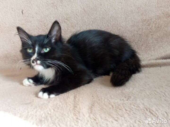 Котята парнишки