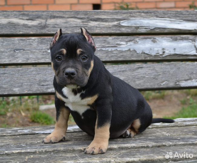 Американский булли покет