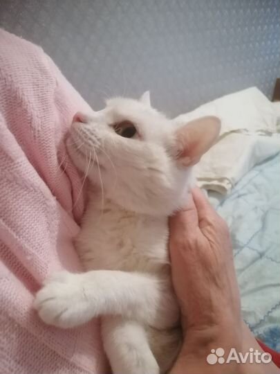 Кошка ищет дом