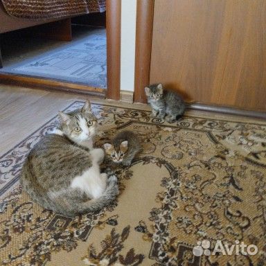 Продаю котенка