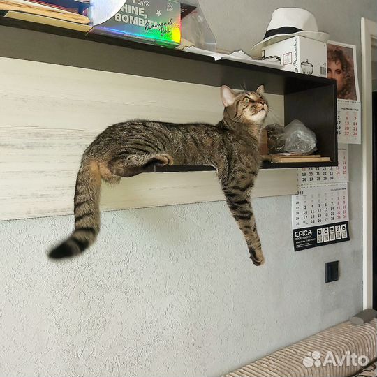 Умный, разговорчивый кот в ответственные руки