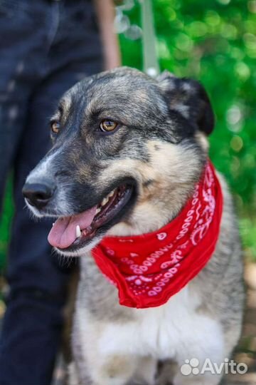 Собака.возьми Тессу из приюта