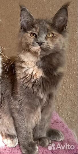 Котята Мейн Кун