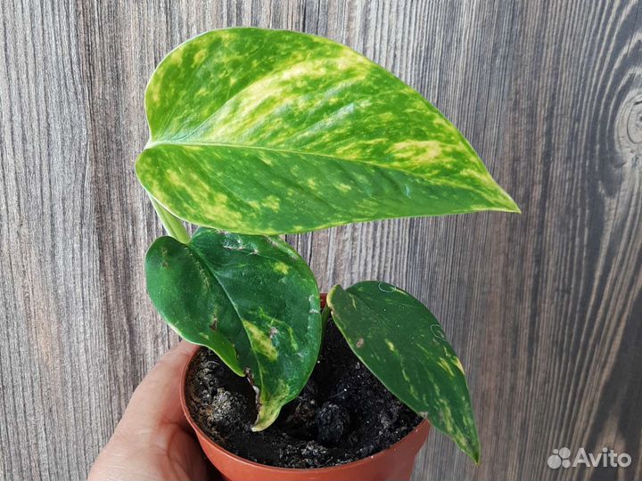 Эпипремнумы