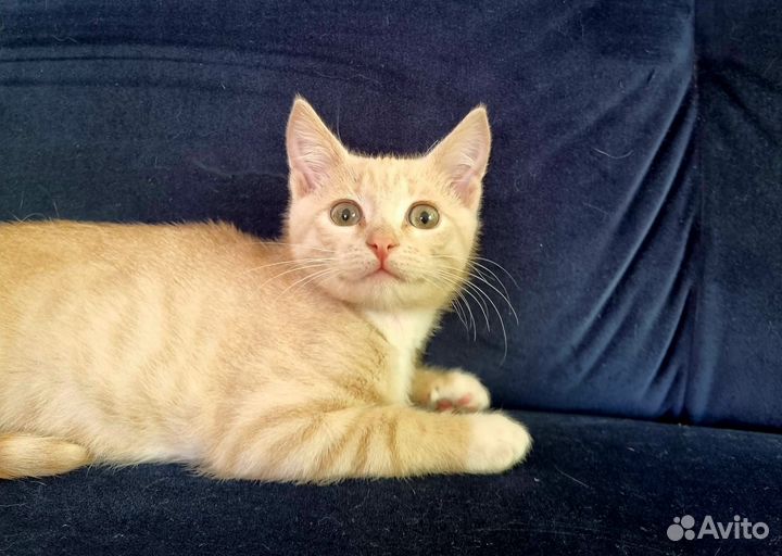 Котенок-мальчик в добрые руки