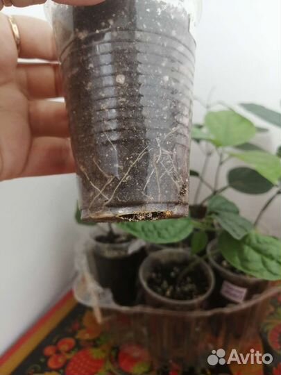 Клеродендрум специозум, г-жи Томсон. Аглаонема