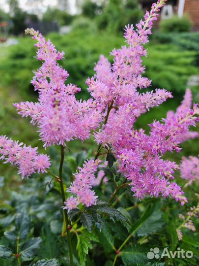 Астильба низкорослая