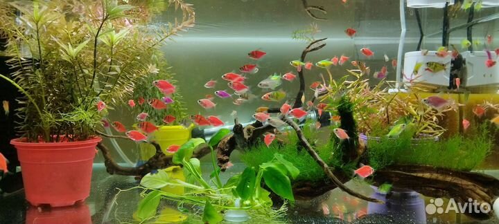 Тернеция Гло Фиш