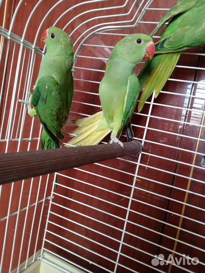 Попугай ожереловый птенцы