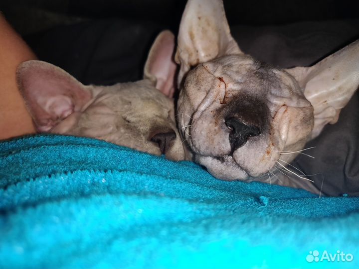 Канадский сфинкс