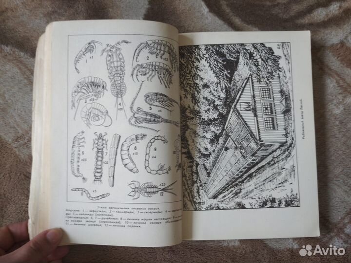 Рухлов Жизнь тихоокеанских лососей 1982 Дальневост