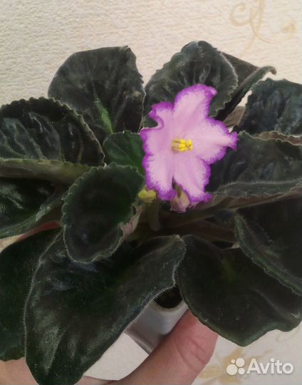 Фиалка Bubble Gum Charm цветущая с бутонами