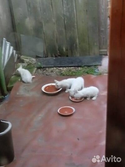 Белые котята в добрые руки