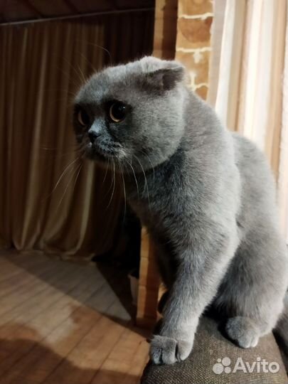 Шотландская