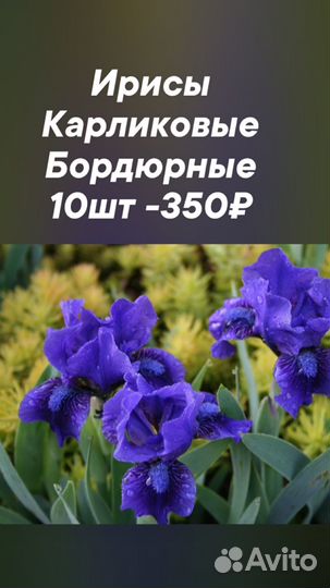 Ирис карликовый