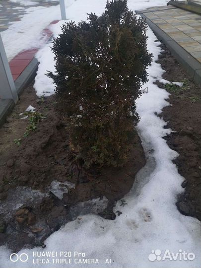 Хвойные растения