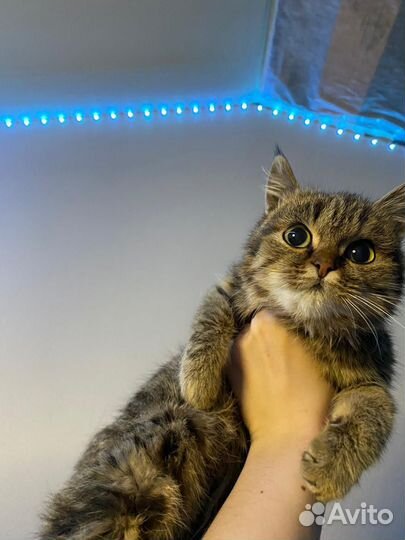 Кошечка на пристрой