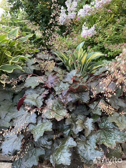 Почвопокровные садовые многолетники