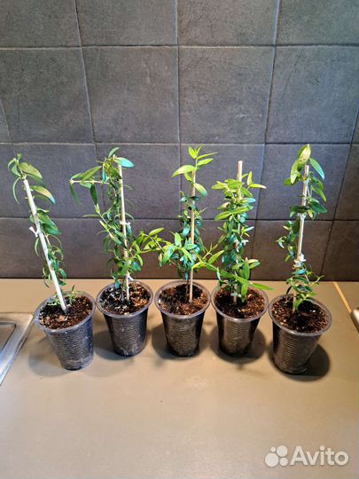 Мирт обычный, тарантино и каллистемон