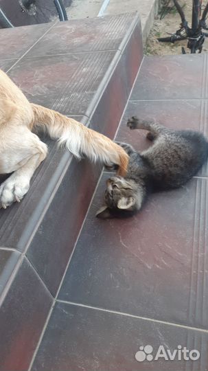 Котятки в добрые руки