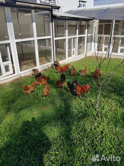 Куры Кучинская юбилейная яйцо инкубационное