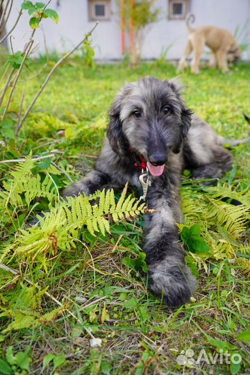 Афганская борзая щенки