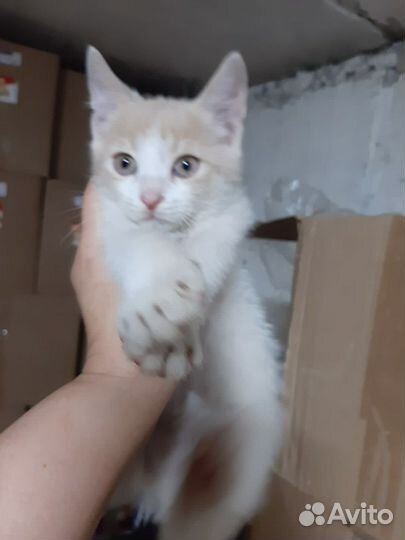 Мальчик 2 месяца