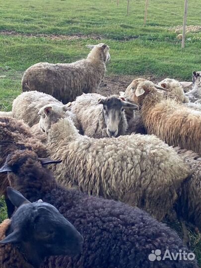 Овцы бараны ягнята
