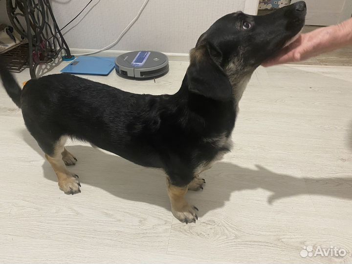 Отдам в добрые руки