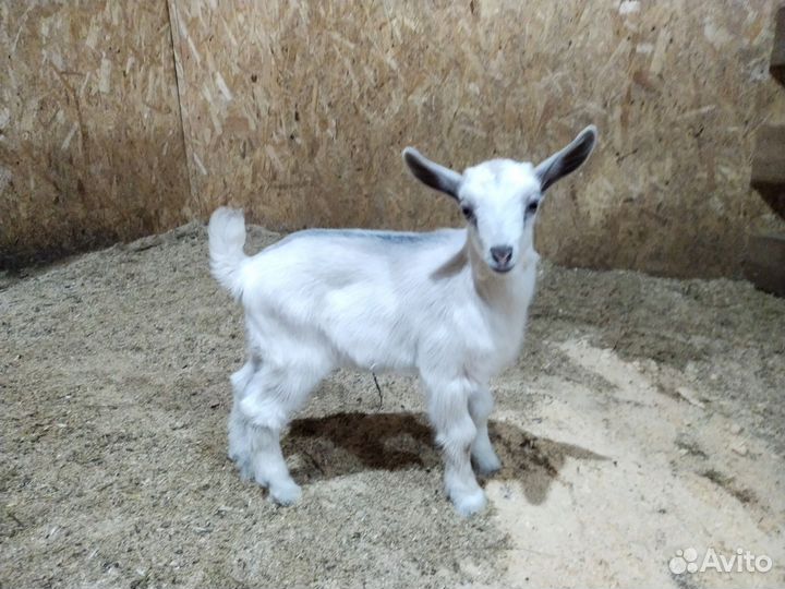 Козлята