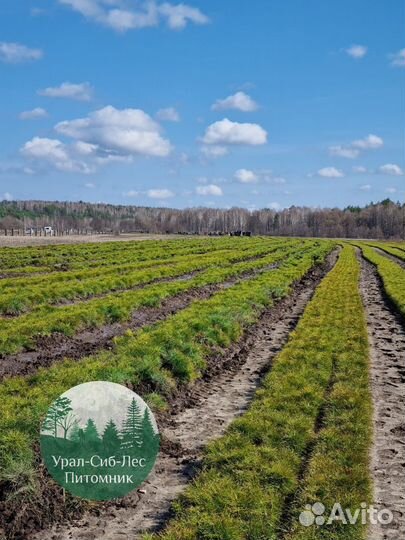 Зкс и окс Сосна Ель Лиственница сеянцы Голуб горн