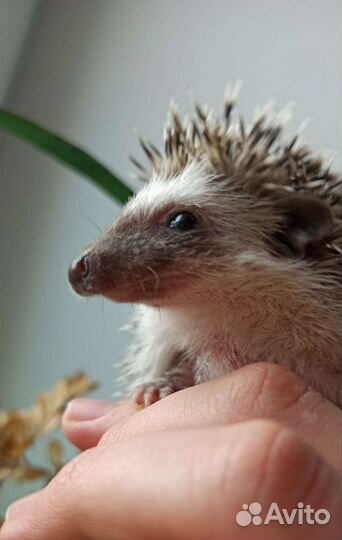 Карликовый африканский ёжик