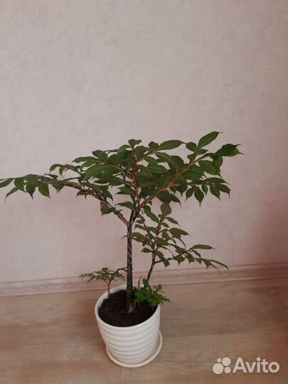 Аморфофаллус пальма