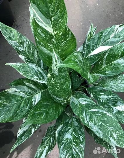 Спатифиллум Домино. Детка