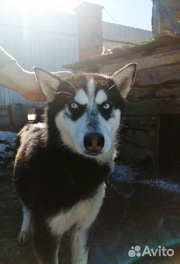 Сибирский хаски щенок