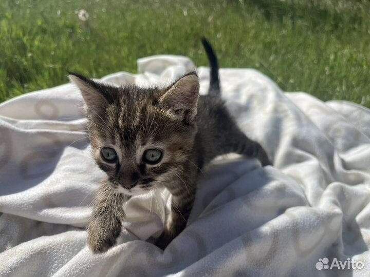 Котята