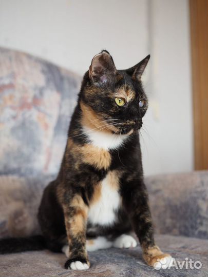 Яркая ласковая кошечка ищет дом