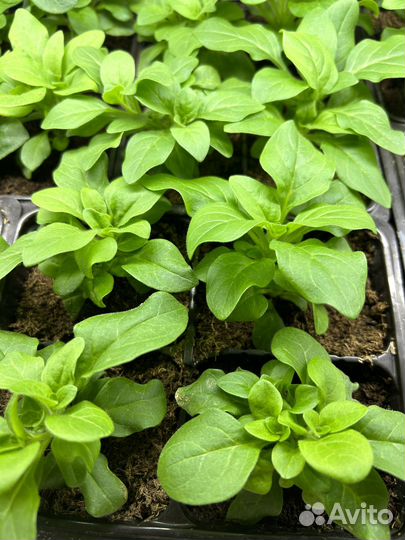 Черенки петунии