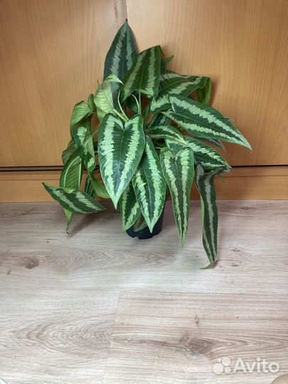 Шизматоглоттис