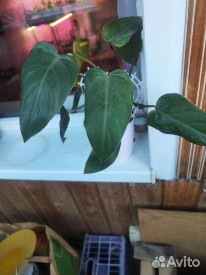 Филодендрон