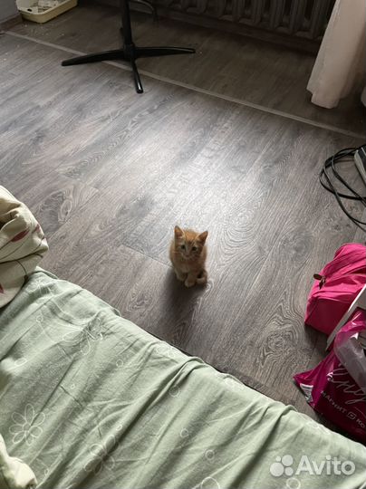 Кот в сапогах Гато