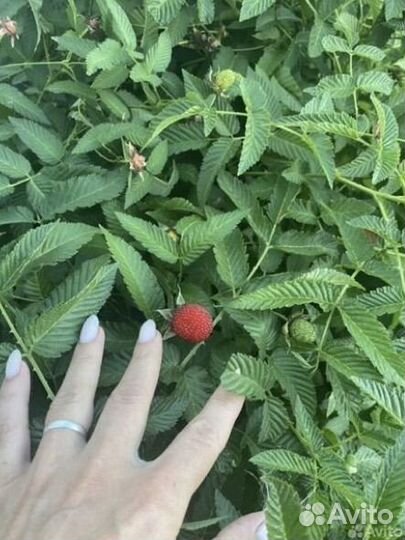 Тибетская малина