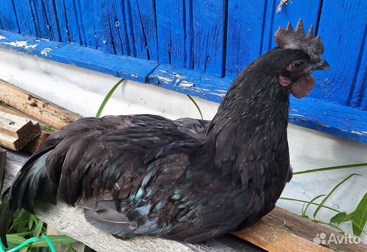 Петух ухейилюй