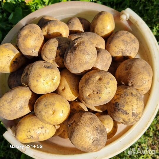 Семенной картофель Санте и синеглазка