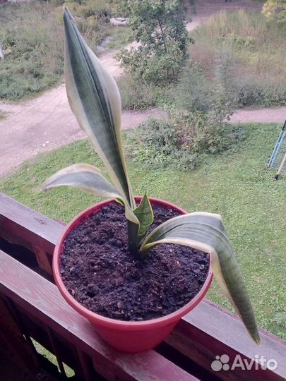 Щучий хвост вариегантный