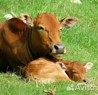 Здоровые телята различных пород – выбирайте с умом
