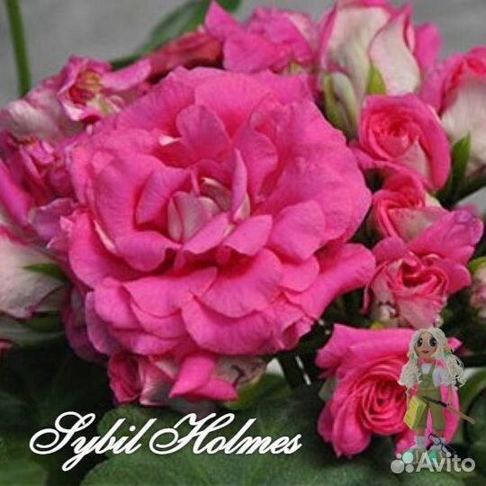 Пеларгония плющелистная, герань