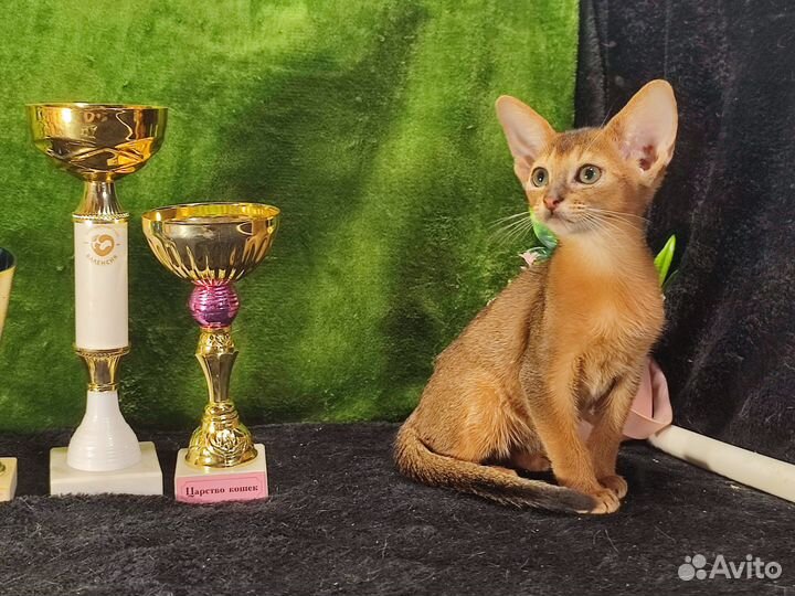 Абиссинские котята