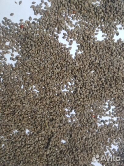 Пайза, чумиза могар